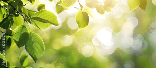 Close-up of light green leaves and sunlight in a park, creating a beautiful nature-themed bokeh effect with a blurred background for a web banner or header with copy space image.