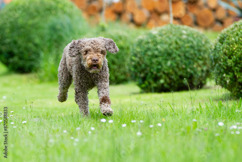 Lagotto Romagnolo rennt durch den Garten photo