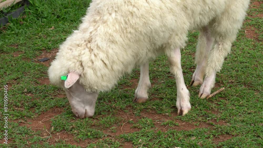 Farm animal Merino sheep walking, resting, eating grass freely in farmland Farm animal Merino sheep walking, resting, eating grass freely in farmland