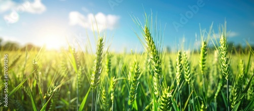 Close-up image of green wheat and barley spikelets on a farm field under a blue sky, with space for text. Wheat and barley harvesting scene. image with copy space