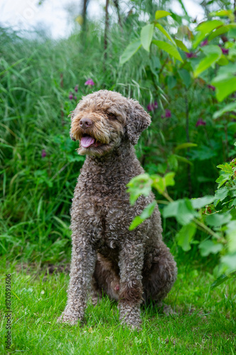 Porträt eines Lagotto Romagnolo im Garten