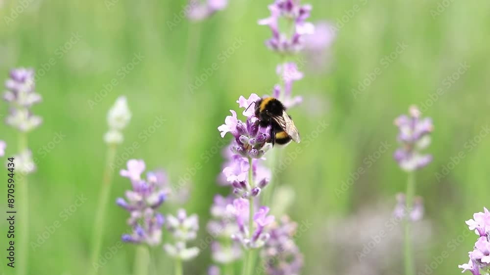Striped bumblebee on a lavender flower, close-up. Pollination of flowers by insects. Lavender bloom season. Purple lavender flowers with selective focus. Lavender field Striped bumblebee on a lavender flower, close-up. Pollination of flowers by insects. Lavender bloom season. Purple lavender flowers with selective focus. Lavender field