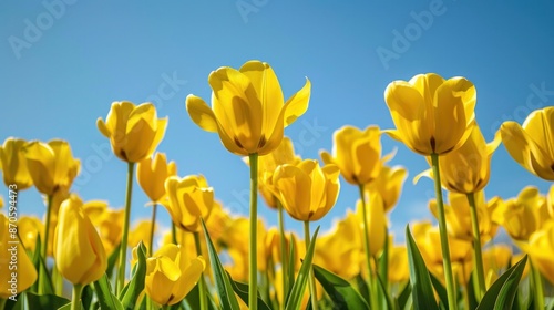 A field of yellow tulips swaying gently in the breeze.