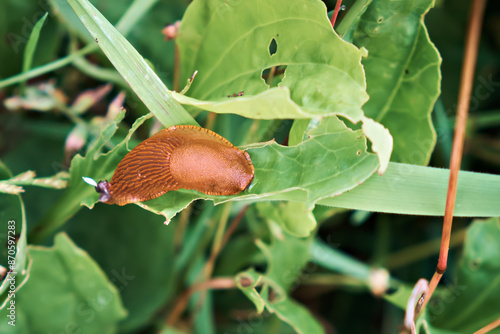 A large red Spanish slug crawls on the grass. Invasive species and pests of garden and agricultural slugs. Up close