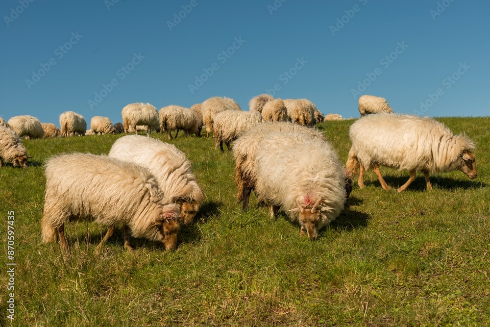 Obraz premium Flock of fluffy sheep grazing on a green pasture