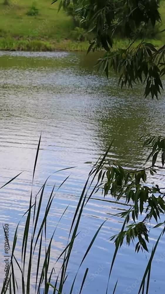 Willow tree branches hanging over tranquil lake water with reeds growing in the foreground Willow tree branches hanging over tranquil lake water with reeds growing in the foreground