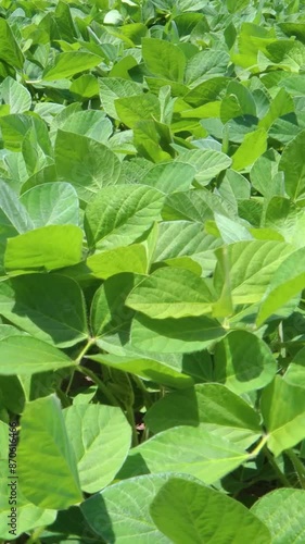 Wallpaper Mural Rows of vibrant green soybean plants thriving in agricultural field, bathed in warm sunlight Torontodigital.ca