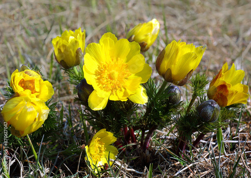 Photos Frühlings-Adonisröschen (Adonis volgensis) Steppenpflanze mit gelben Blüten