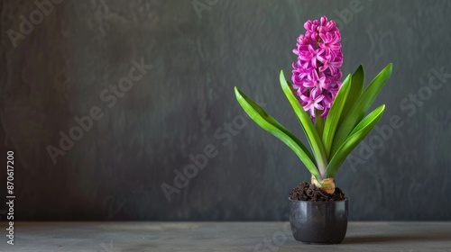 Wallpaper Mural A solitary hyacinth, its rich purple hue contrasting with the lush green foliage. Torontodigital.ca