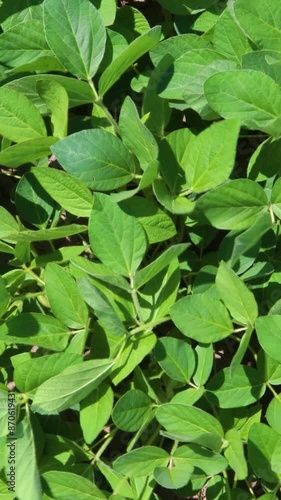Wallpaper Mural Thriving soy plants in agricultural field, bathed in warm sunlight and lush greenery Torontodigital.ca