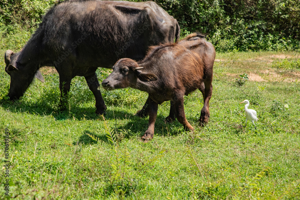 herd of black Sri Lankan cows and white herons herd of black Sri Lankan cows and white herons