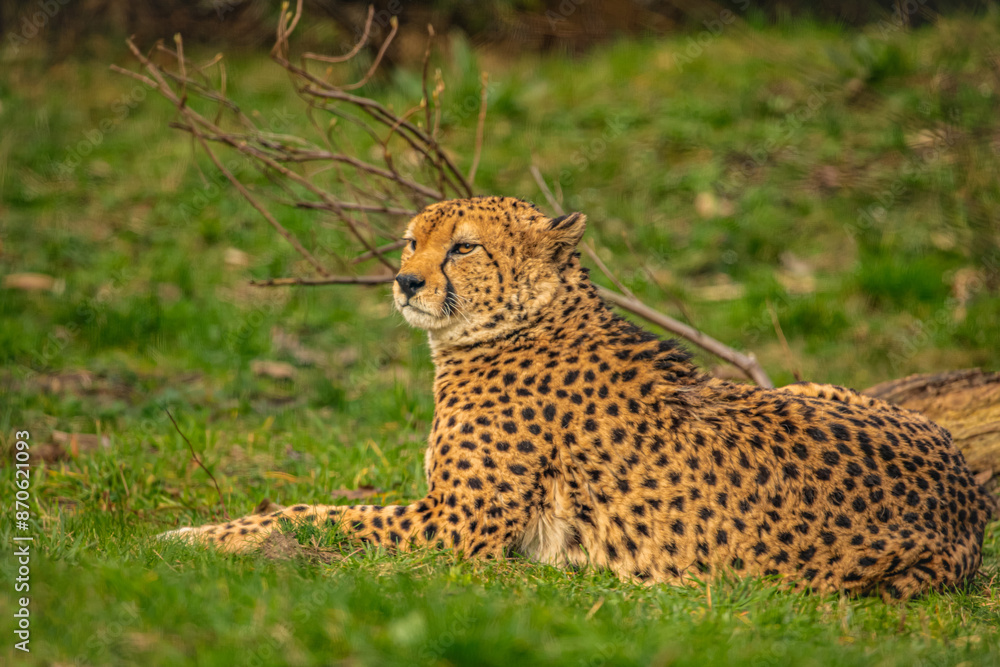 cheetah resting on green grass, very close eye contact. cheetah resting on green grass, very close eye contact.
