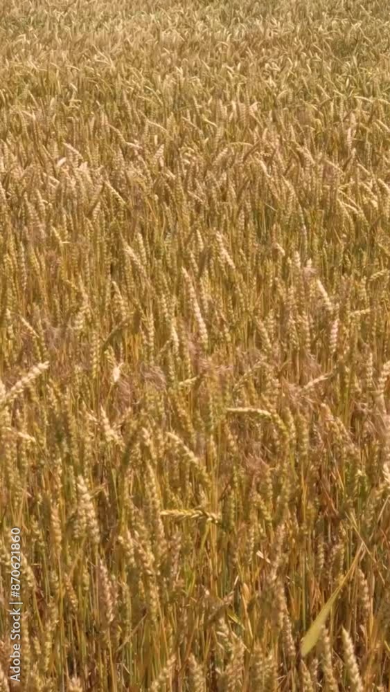 Sunny day with a golden wheat field swaying in the breeze Sunny day with a golden wheat field swaying in the breeze