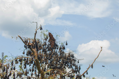 close-up hanging Mariana fruit bat (Pteropus mariannus) photo