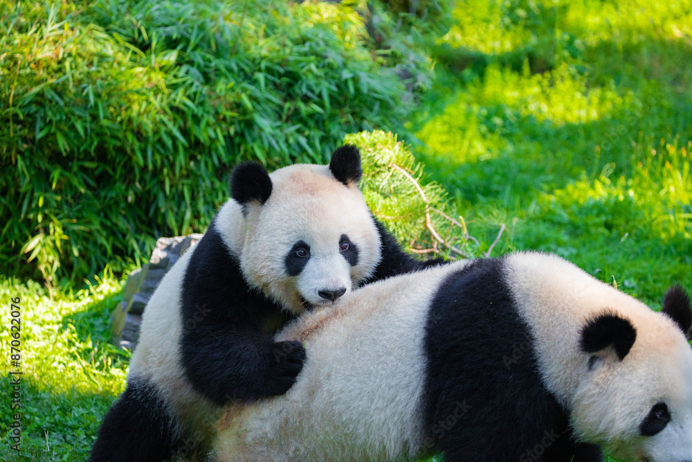 cheerful playing pandas on green lawn cheerful playing pandas on green lawn