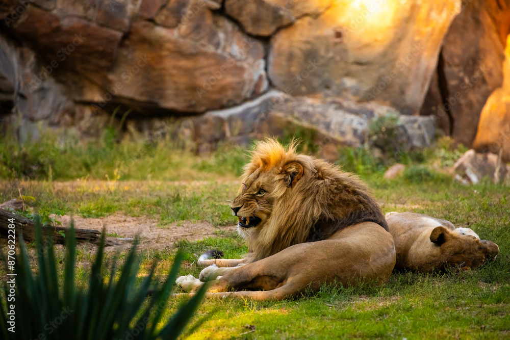 Naklejka premium Pair adult Lions playing in zoological garden