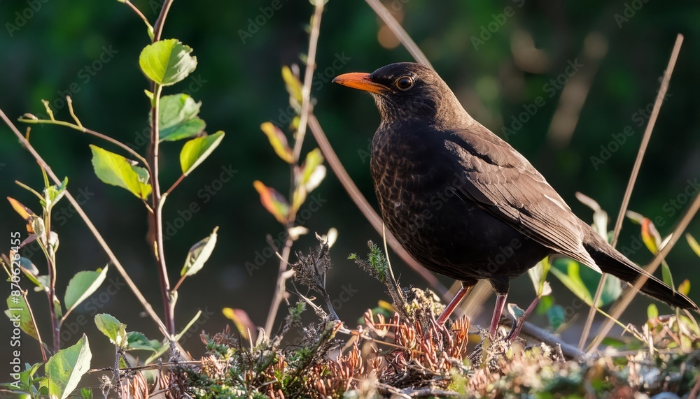 Common Blackbird in its natural environment , generated by AI. High quality photo Common Blackbird in its natural environment , generated by AI. High quality photo