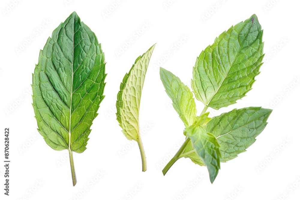 Obraz premium Mint leaves isolated on white background.