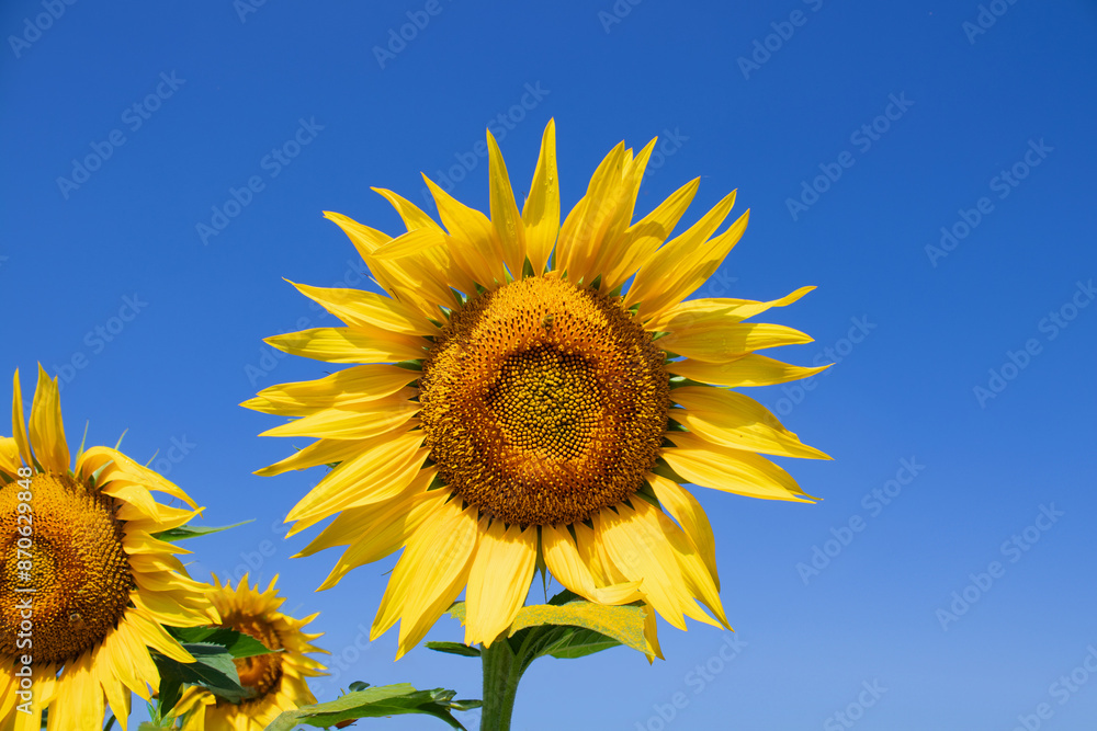 Sunflower in full bloom under bright sunny day Sunflower in full bloom under bright sunny day