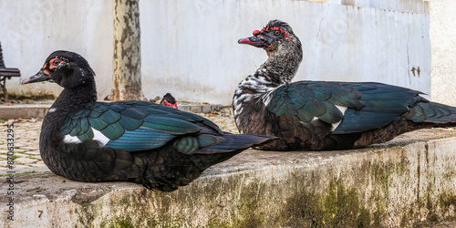 Cairina Moschata, Muscovy Duck, Pato Criolo at Fonte Pequena de Alte in Portugal. photo