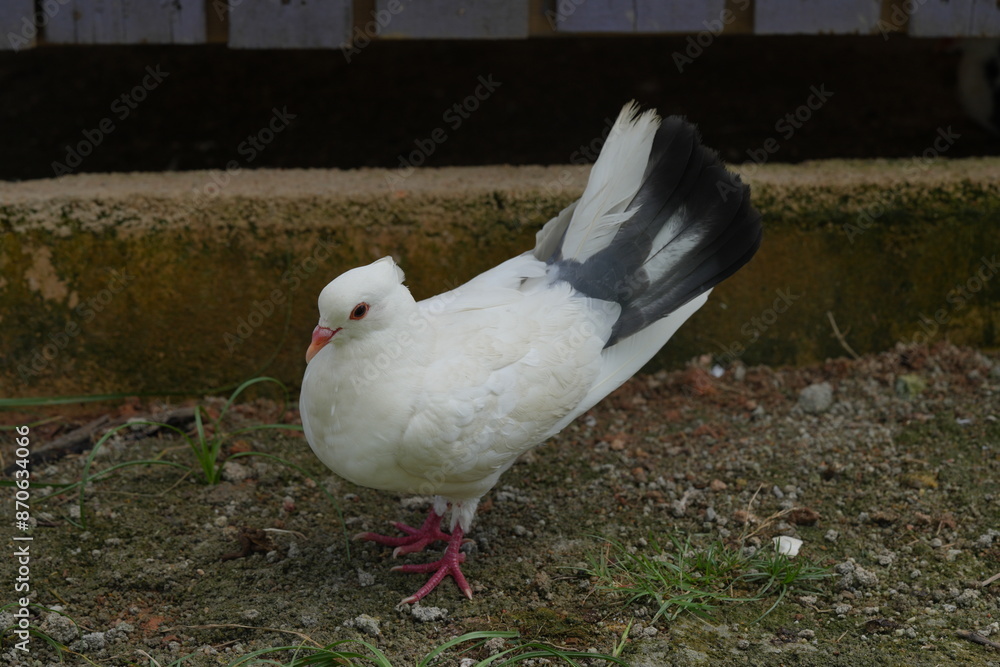 The Indian Fantail is a breed of fancy pigeon known for its unique and striking appearance. This breed is one of many varieties developed through selective breeding for particular traits. |印度安扇尾鸽 The Indian Fantail is a breed of fancy pigeon known for its unique and striking appearance. This breed is one of many varieties developed through selective breeding for particular traits. |印度安扇尾鸽