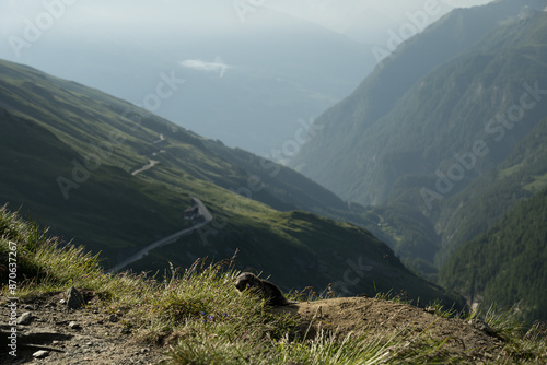 Marmota  at  the Grossglockner photo