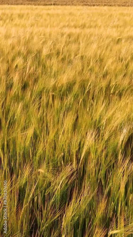 Beautiful golden wheat field swaying in the summer breeze, creating a captivating display of nature's beauty Beautiful golden wheat field swaying in the summer breeze, creating a captivating display of nature's beauty