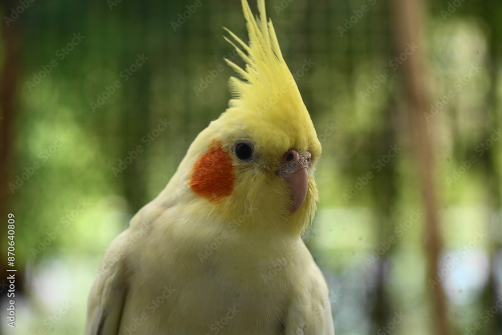 Nymphicus refers to the genus Nymphicus, which contains a single species known as the cockatiel (Nymphicus hollandicus). |鸡尾鹦鹉 Nymphicus refers to the genus Nymphicus, which contains a single species known as the cockatiel (Nymphicus hollandicus). |鸡尾鹦鹉