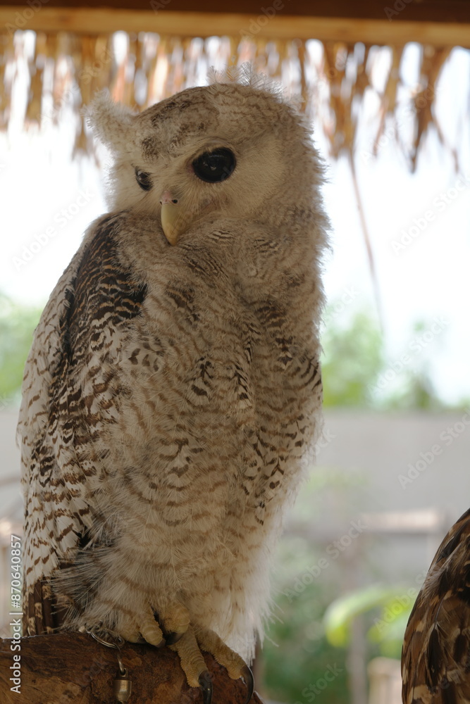 Φωτογραφία The Barred Eagle-Owl, also known as the Malay Eagle-Owl (Bubo sumatranus), is a majestic and relatively large owl species found in Southeast Asia