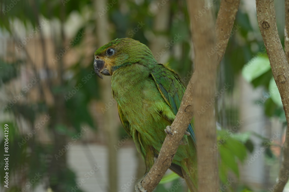 The Orange-winged Amazon (Amazona amazonica), also known as the Orange-winged Parrot, is a vibrant and intelligent parrot species native to South America.|橙翅亞馬遜鸚鵡 The Orange-winged Amazon (Amazona amazonica), also known as the Orange-winged Parrot, is a vibrant and intelligent parrot species native to South America.|橙翅亞馬遜鸚鵡