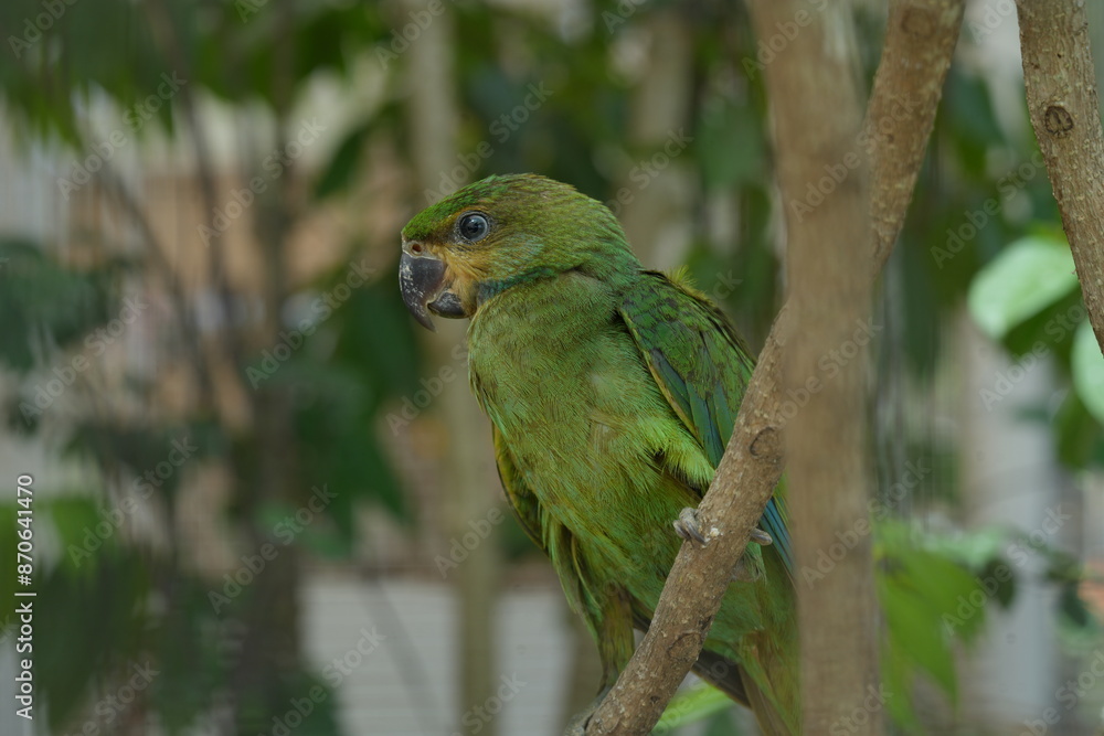 The Orange-winged Amazon (Amazona amazonica), also known as the Orange-winged Parrot, is a vibrant and intelligent parrot species native to South America.|橙翅亞馬遜鸚鵡 The Orange-winged Amazon (Amazona amazonica), also known as the Orange-winged Parrot, is a vibrant and intelligent parrot species native to South America.|橙翅亞馬遜鸚鵡