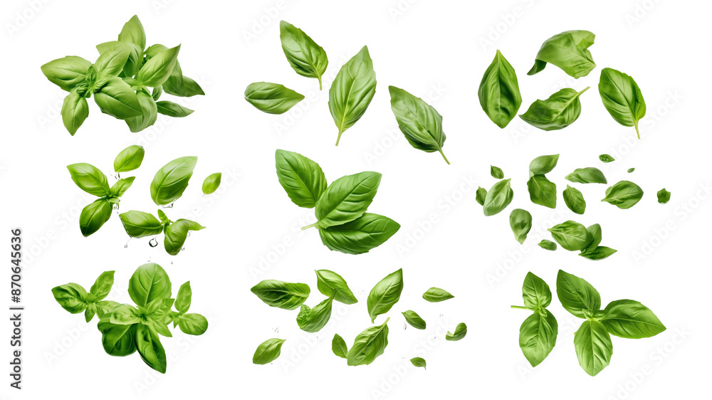 Basil leaf png food element set, transparent background Basil leaf png food element set, transparent background