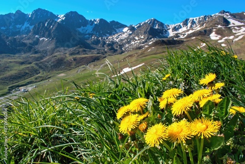 Pyrenees mountain scenery in Andorra country. Blooming wild dandelion flowers.
