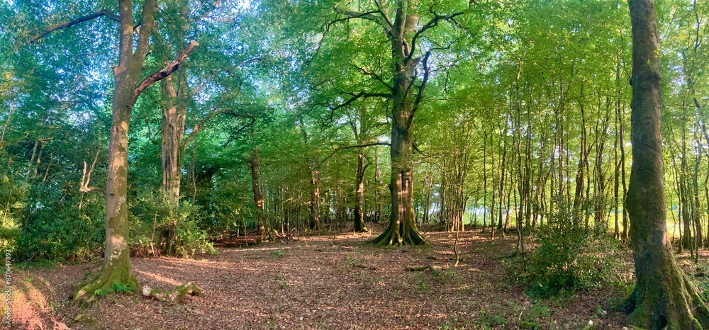 Fototapeta premium Sunlight filtering through forest trees