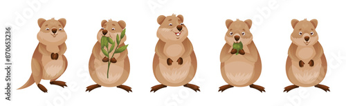 Funny Quokka as Short-tailed Scrub Wallaby with Rounded Ears in Different Pose Vector Set