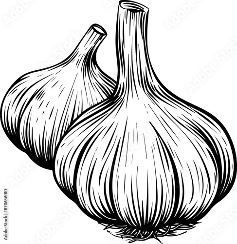 Hand drawn garlic clipart design illustration