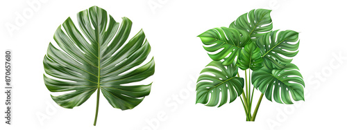 Monstera Leaves Set, isolated on transparent background, green leaf