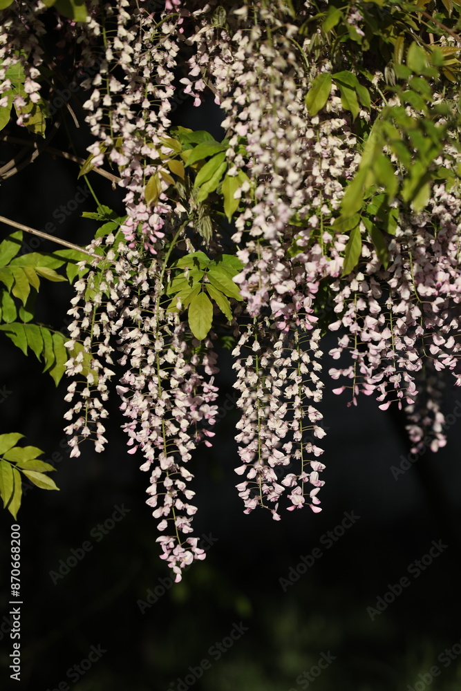 Pink wisteria flowers pattern with copy space