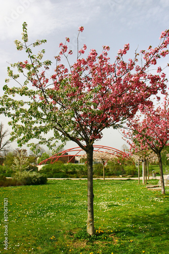 Sweet cherry grafted on japanese cherry rootstock. White and pink flowers on the same tree. photo