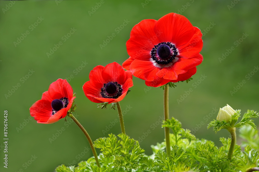 Obraz premium Kronen-Anemone (Anemone coronaria), Garten-Anemone, rote Blume, drei, blühen, Windröschen, Hahnenfußgewächse, Ranunculaceae