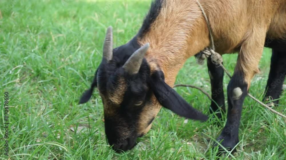 A goat in the meadow grazing and walking in the green grass, A goat eating green grass on a grassland, A sheep grazing on a farmland A goat in the meadow grazing and walking in the green grass, A goat eating green grass on a grassland, A sheep grazing on a farmland