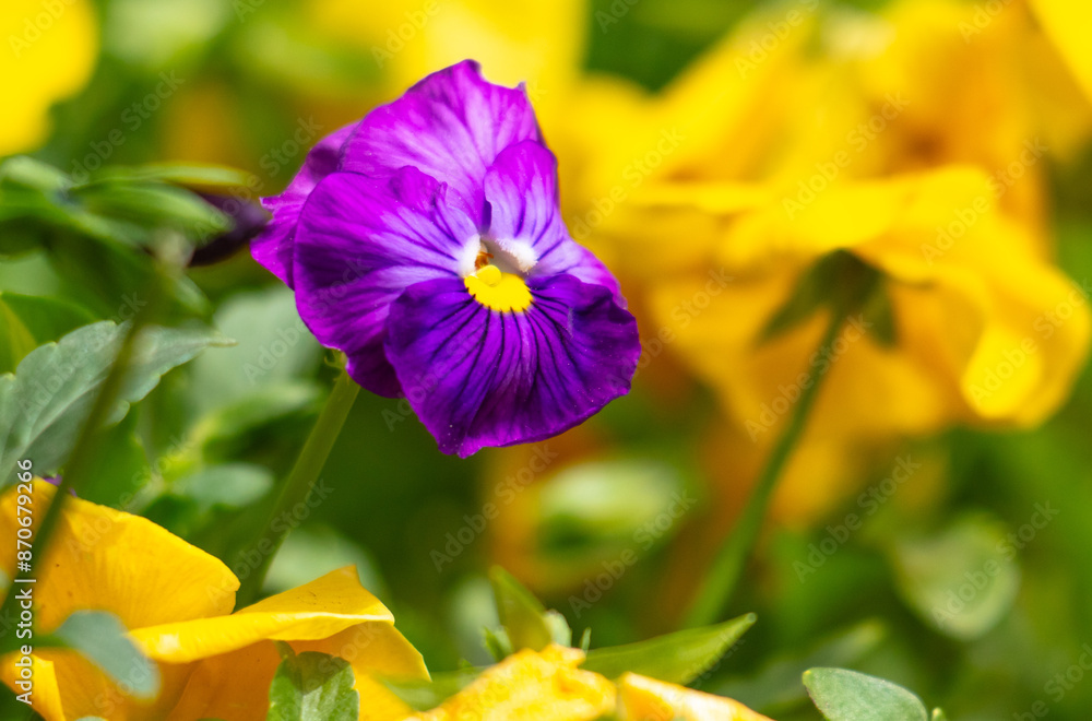 Multi-colored violets in a park in nature Multi-colored violets in a park in nature