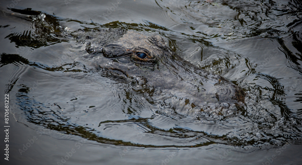 Alligator in the Wild Alligator in the Wild