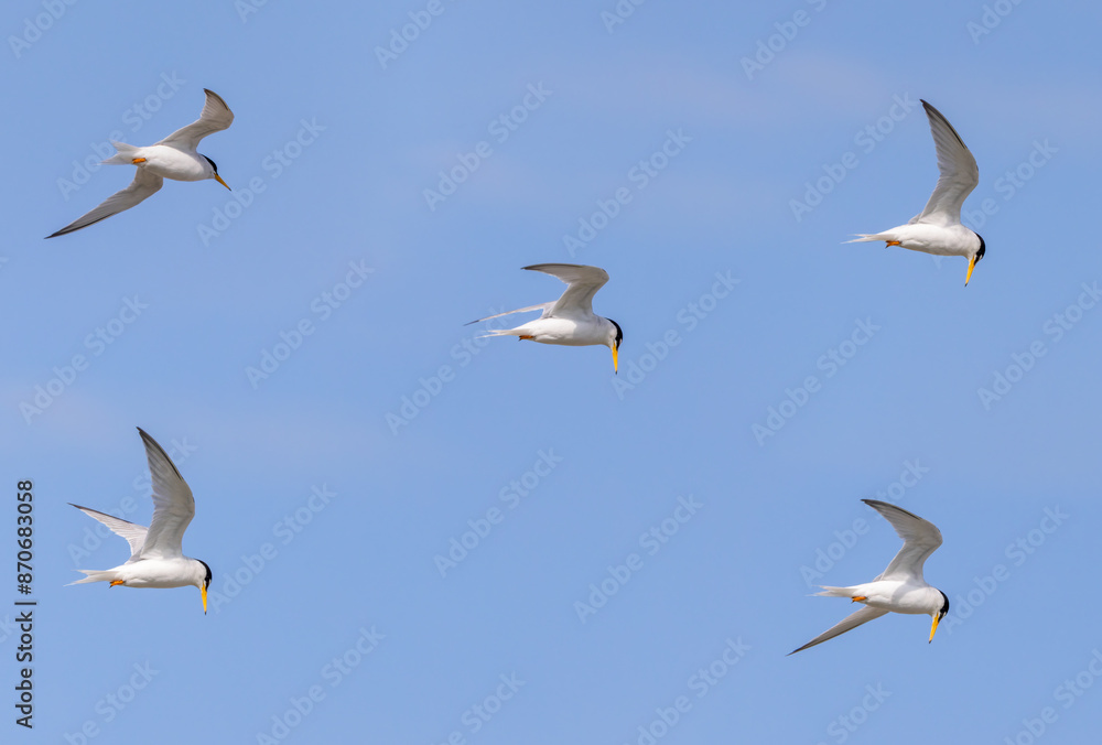 Little tern Little tern