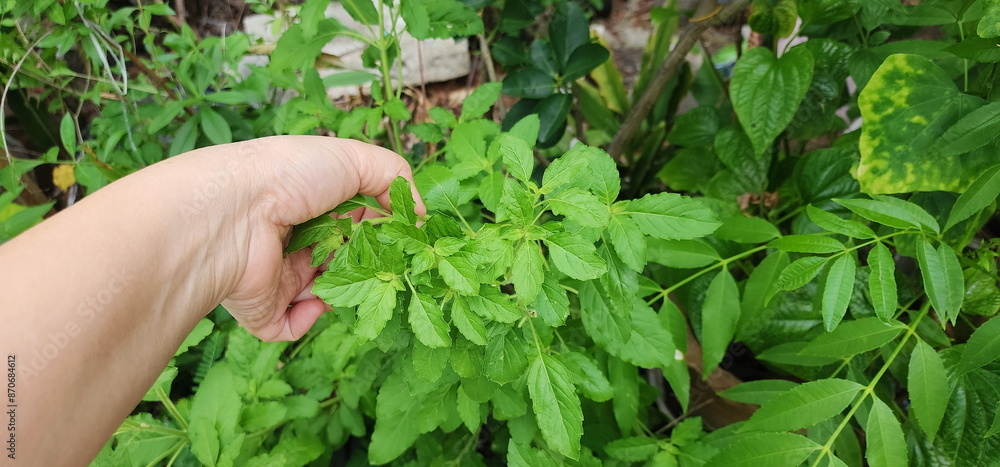 Hand picks organic Holy basil leaves to use in cooking. Ocimum tenuiflorum plant planted in the garden. Herbal plant with spicy effect. Pick off branches of basil plants that have bright green leaves. Hand picks organic Holy basil leaves to use in cooking. Ocimum tenuiflorum plant planted in the garden. Herbal plant with spicy effect. Pick off branches of basil plants that have bright green leaves.