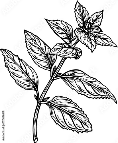 Mint drawing clipart design illustration