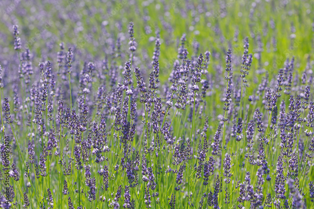 Naklejka premium ラベンダー（ラバディン）