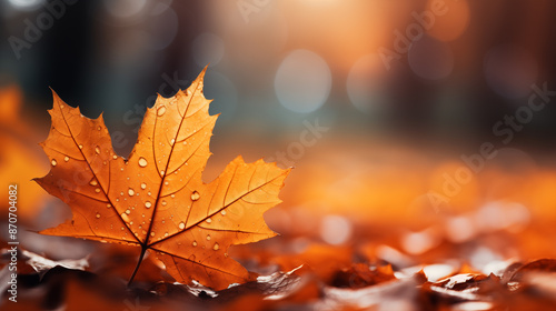 Orange maple leaves on a branch with bokeh in the background. © Pakhnyushchyy