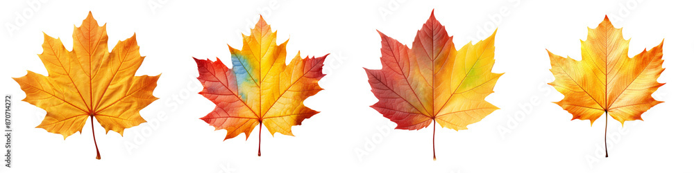 Collection of autumn leaves isolated on transparent or white background Collection of autumn leaves isolated on transparent or white background