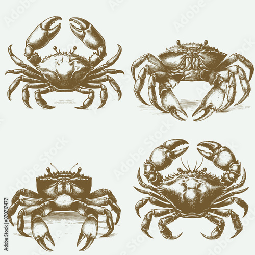 set of crab Vector sketch style drawing vintage engraving style
